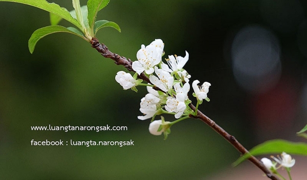 ไม่มีใครเป็นเจ้าของธรรมชาติของสังขารและวิสังขาร